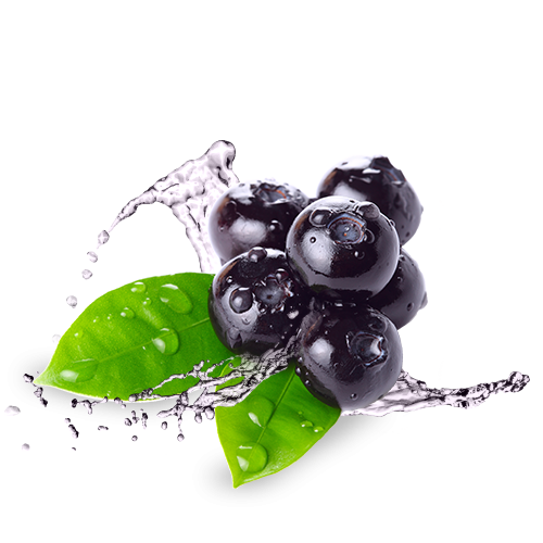 aronia 5